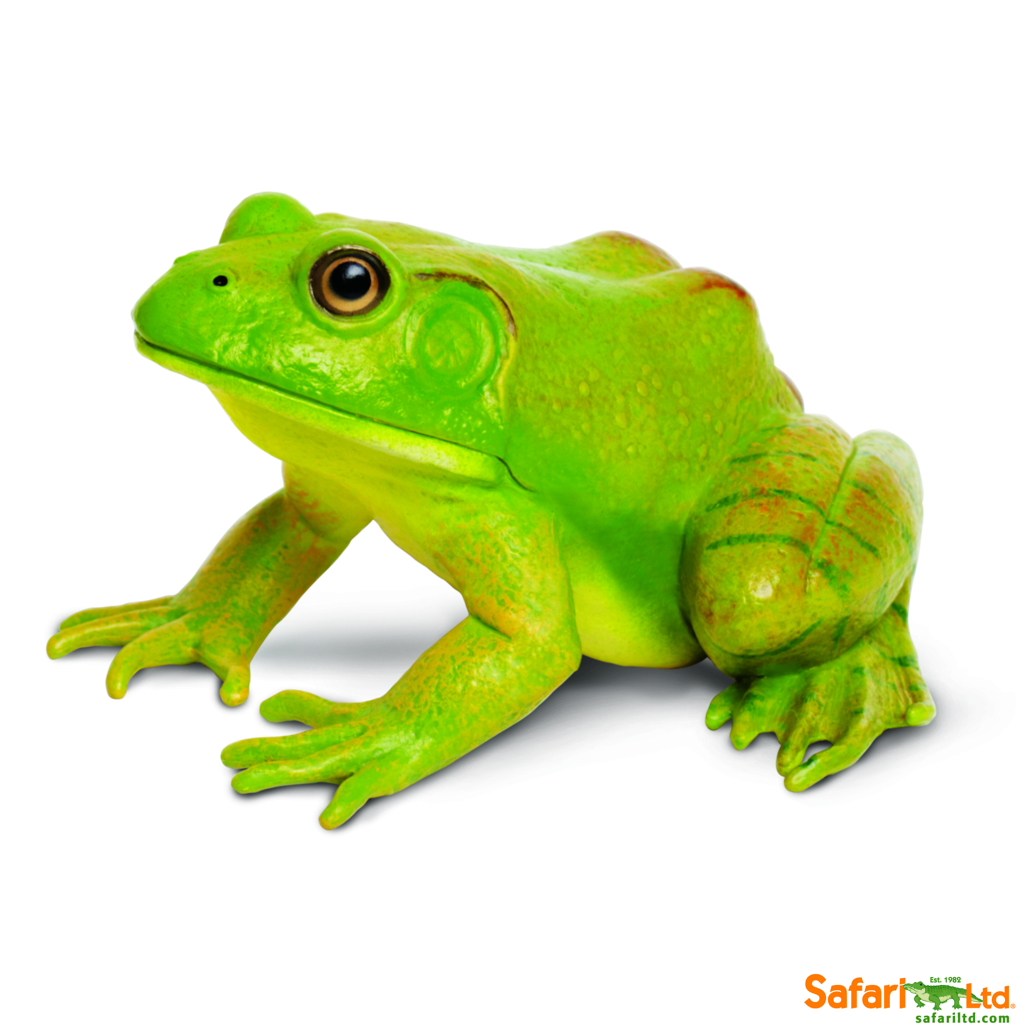 Education Essentials - Safari Ltd American Bullfrog
