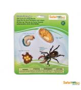 Safari Ltd Life Cycle of a Stag Beetle