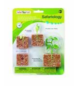 Safari Ltd Life Cycle Of A Green Bean Plant