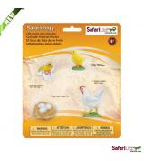 Safari Ltd Life Cycle Of A Chicken