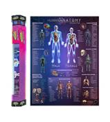 Popar Toys Human Anatomy 3D Chart